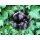 Duftkerze Black Currant & Ivy im Glas 35g