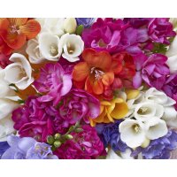 South Africa Freesia  Country House medium